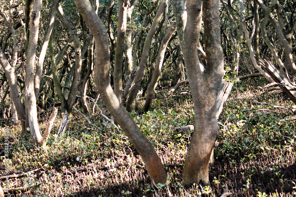 Fototapeta premium Natural background wallpaper of trees in mangrove swamp