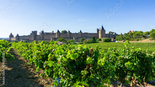 Row vine grape in champagne vineyards at Carcassonne background