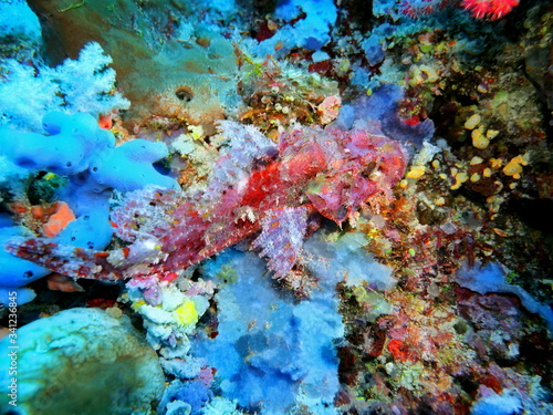 Fototapeta Naklejka Na Ścianę i Meble -  The amazing and mysterious underwater world of Indonesia, North Sulawesi, Manado, scorpionfish