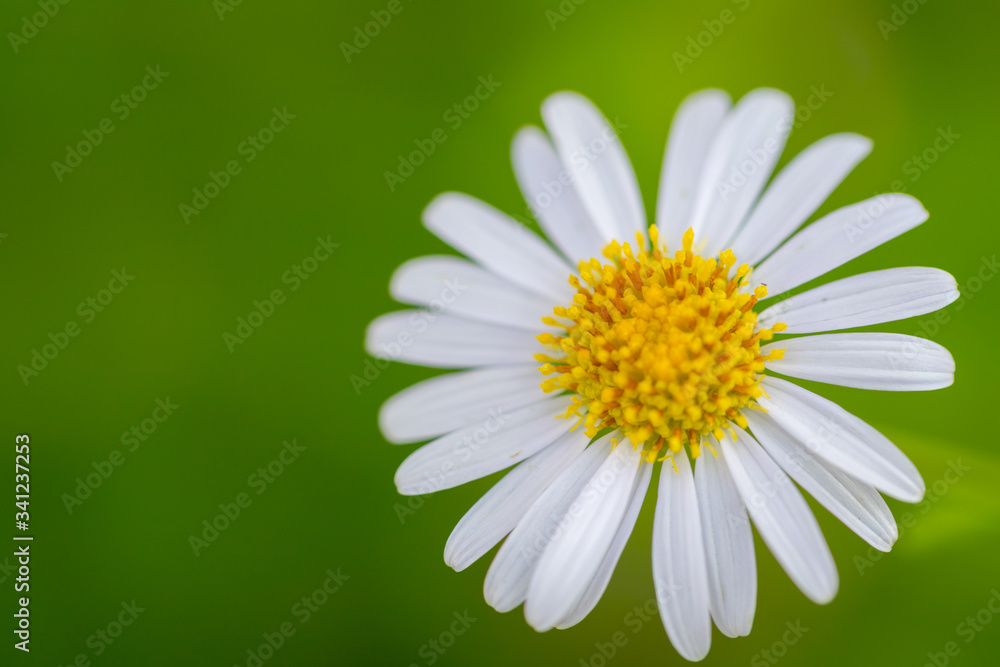 Fototapeta premium White Daisy flower in nature with background