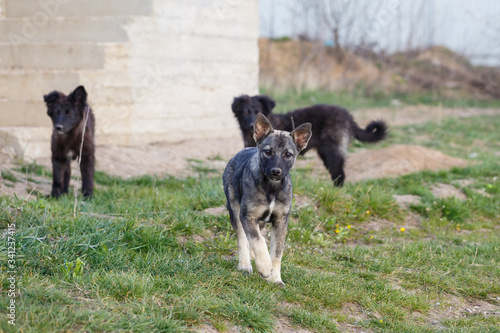 stray small dogs on the street, protecting animals and nature