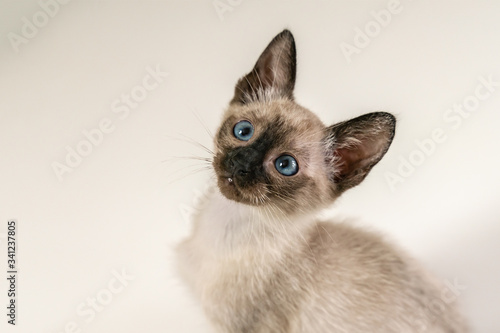 Close up Cute eight weeks young Siamese kitten. Portrait of purebred thai cat with blue eyes sitting on white background.Concepts of pets play hiding photo