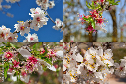 Colage de flores de almendro photo