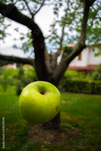 Fresh and Green Apple in Nature Park