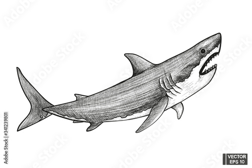 Shark sketch illustration to vintage engraving style.