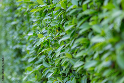 Green Leaves nature background