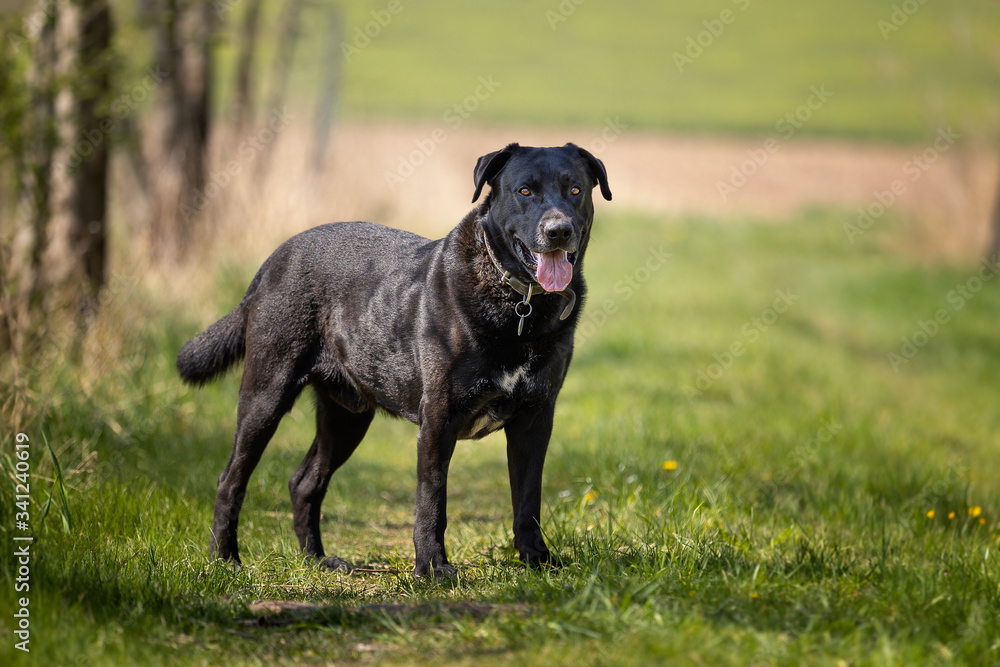 Cute and curious look by black Labrador on green background. Nice dog, very friendly, peaceful and fun. Great for families with kids. Very good friend. Cute and curious look by black Labrador on green background. Nice dog, very friendly, peaceful and fun. Great for families with kids. Very good friend.
