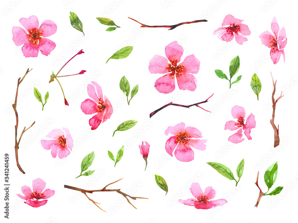 Set of watercolor cherry blossom flowers. Sakura beautiful spring floral collection. Colorful illustration isolated on white background