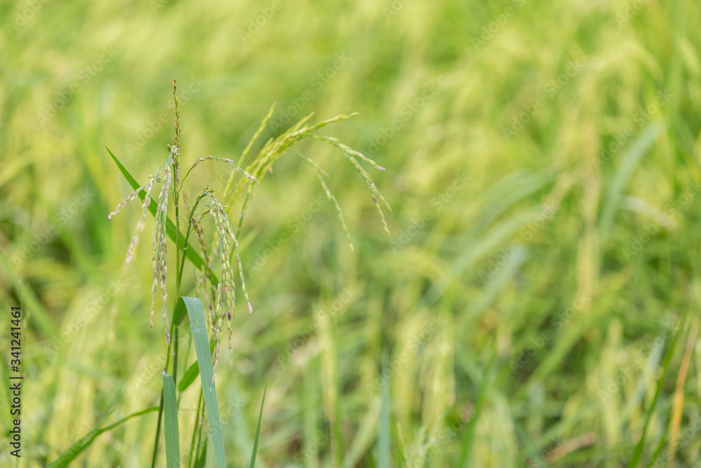 Green rice organic plant in the field Green rice organic plant in the field