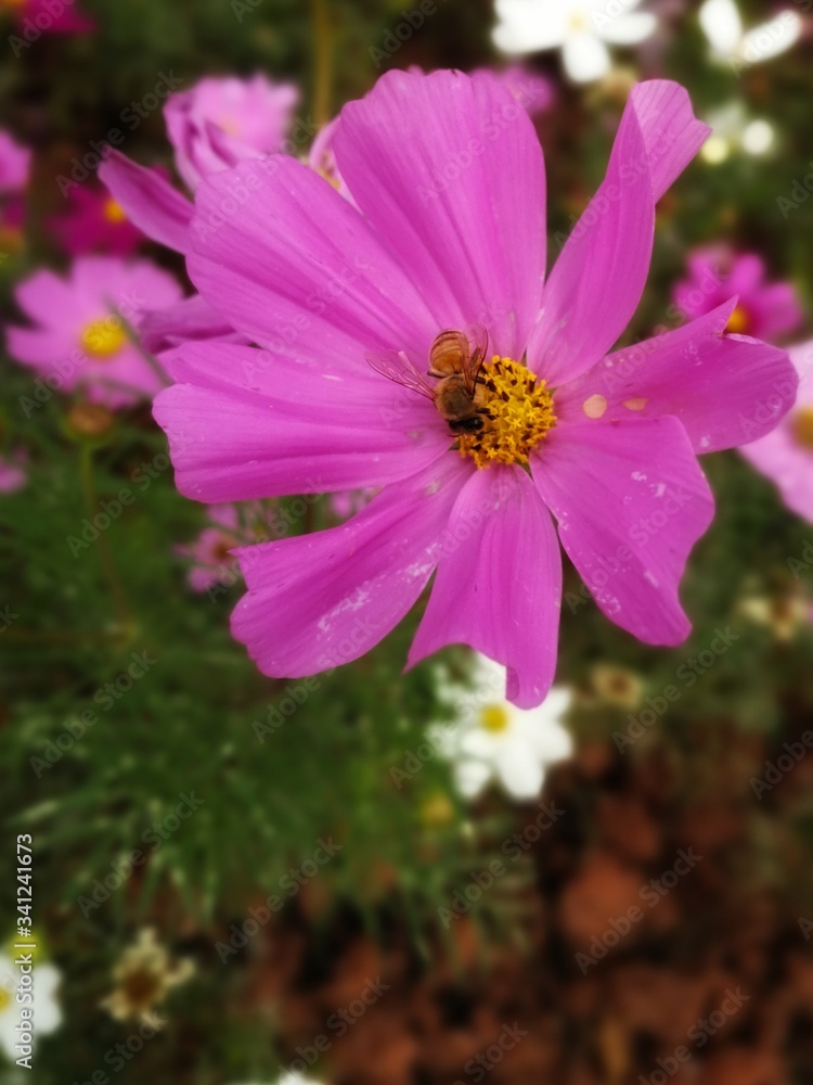 Obraz premium pink flowers in the garden