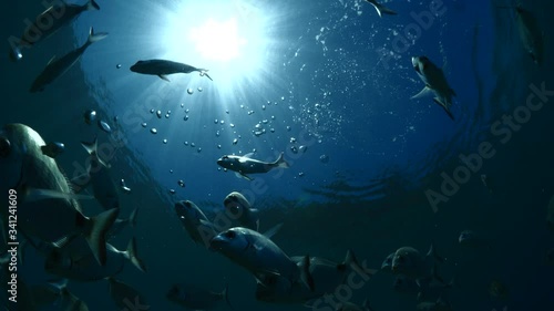 relaxing fish school scenery underwater sun rays and beams slow ocean scenery shiny fish photo
