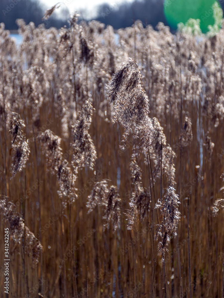Fototapeta premium view of lake shore in early spring