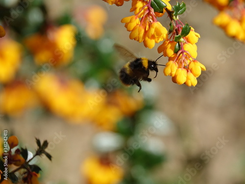 early bumblebee (Bombus pratorum)  photo