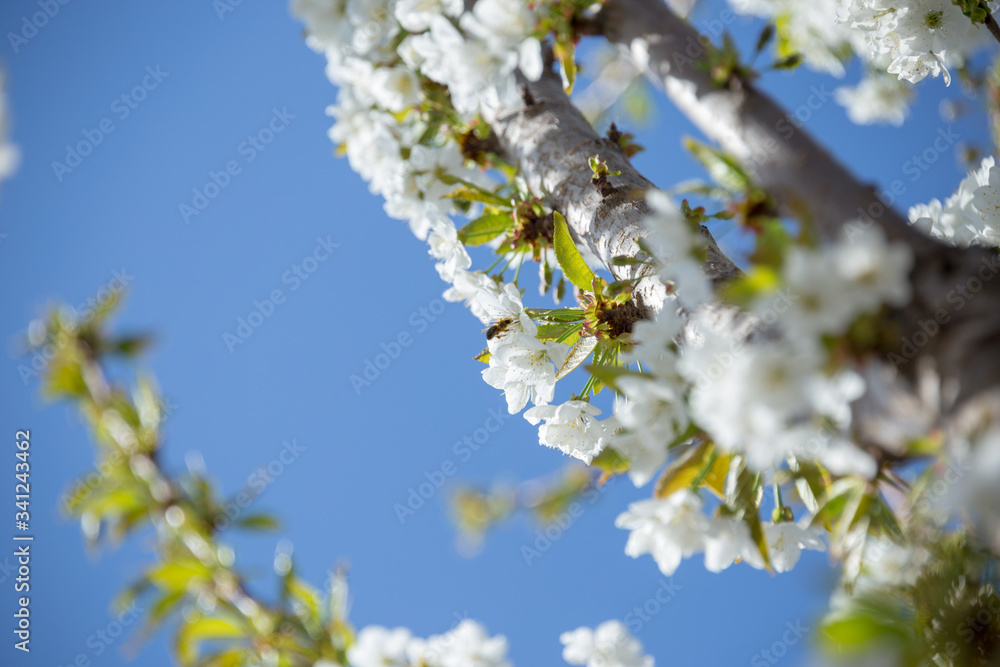 Beautifully blooming cherry trees, background with blooming flowers on a spring day. Beautifully blooming cherry trees, background with blooming flowers on a spring day.