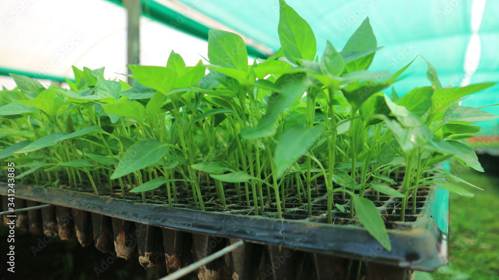 Vegetable seedlings in a large nursery Vegetable seedlings in a large nursery