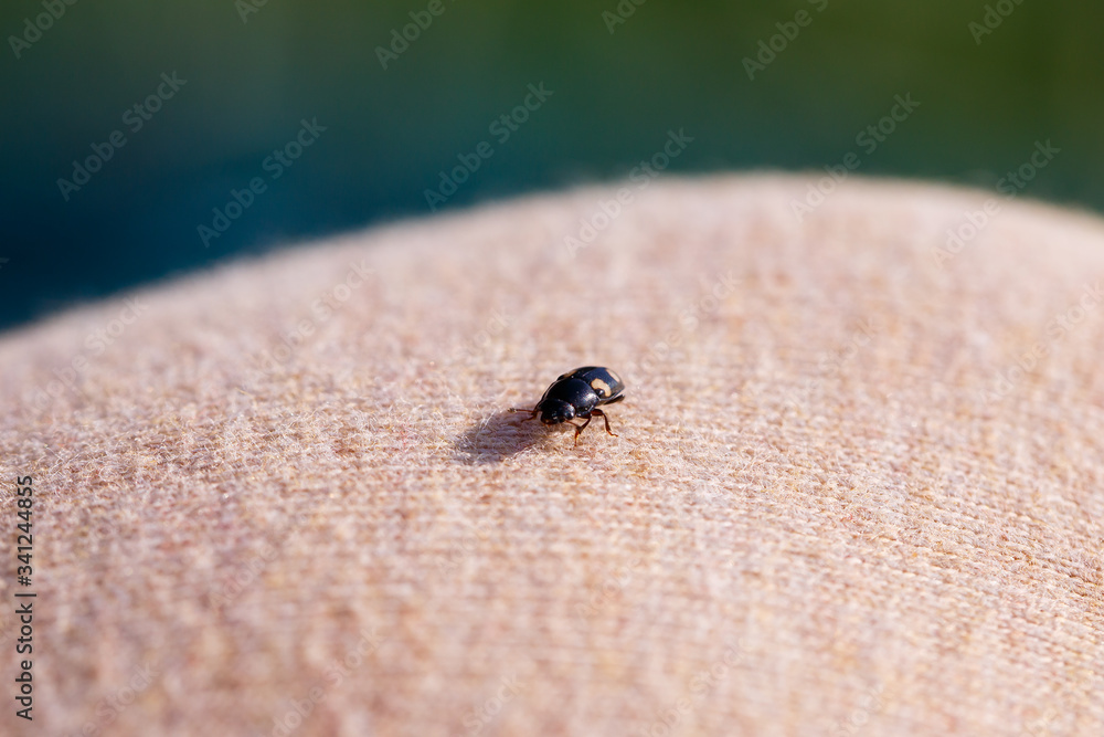 Obraz premium A small black insect sits on a hand close-up. Insect in the palm of your hand. Close-up