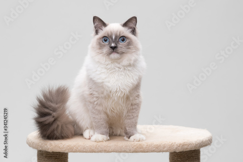 Gorgeous ragdoll cat with curly tail sitting on a climbing frame. Studio shot. Solid background.