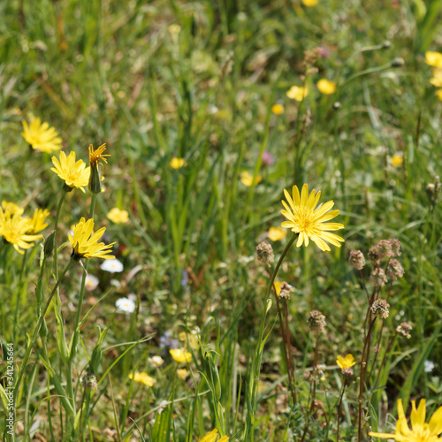 Prairie aux herbes sauvages et salsifis des près (Tragopogon pratensis)