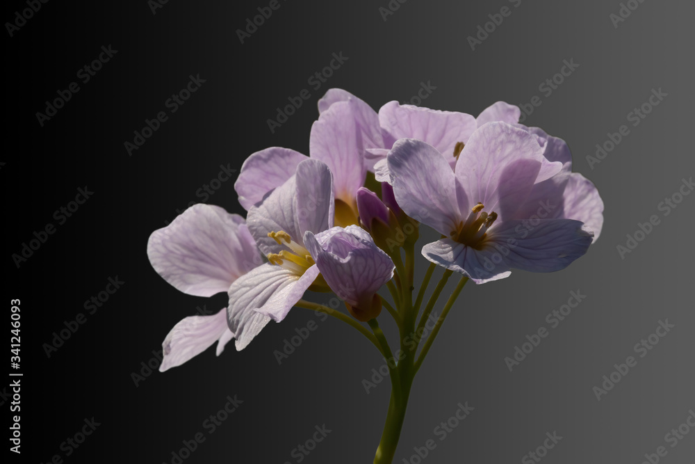 purple Pentecostal flower