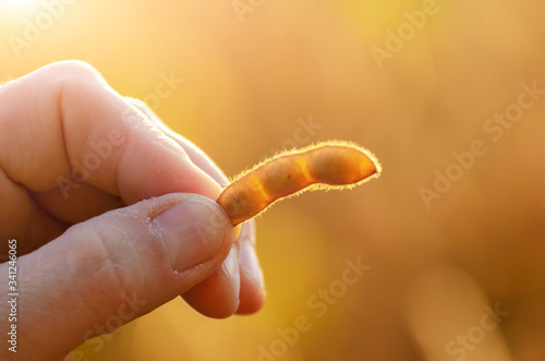 Harvest ready soy pods in farmer hands on field background evening sunset time closeup photo