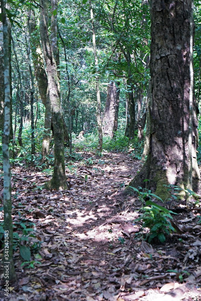 natural trail pathway among green forest