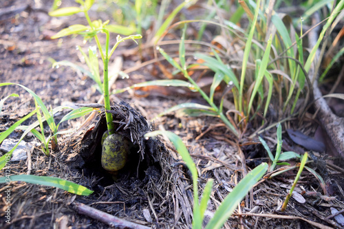 The seedlings of the maca tree grew from the ground.