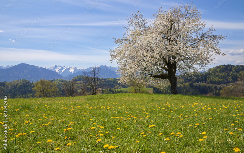 Südkärntner Landschaft mit blühendem Baum / Kärnten / Österreich