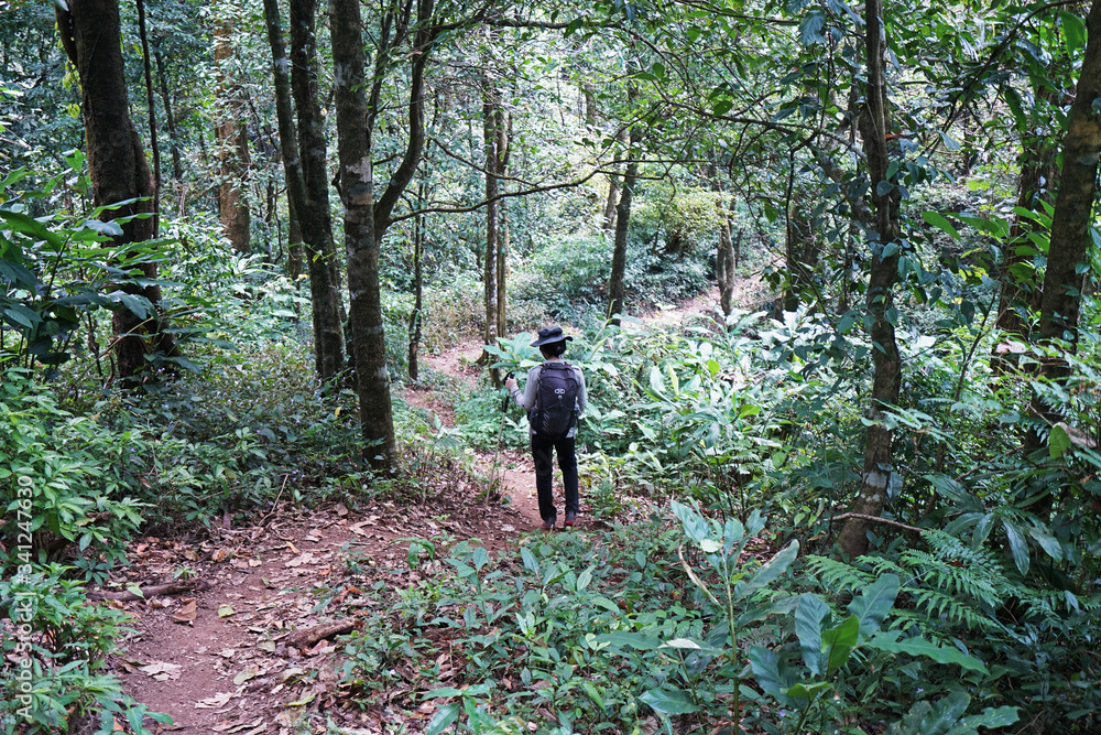 A girl trekking along natural trail pathway among green forest park A girl trekking along natural trail pathway among green forest park