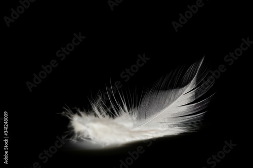 Close up of small and soft Black feather isolated on white