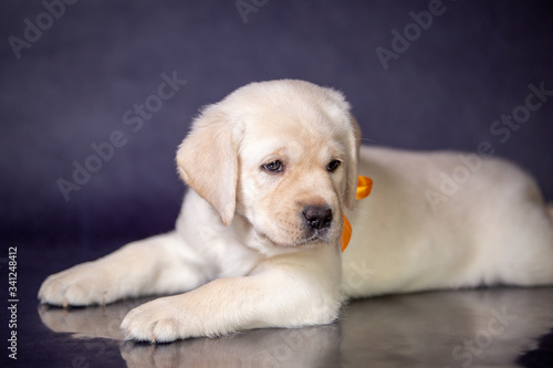 Portrait of a cute yellow labrador puppy in the studio.