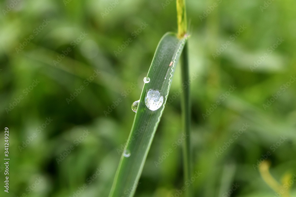 Dew drops on beautiful green leaves Dew drops on beautiful green leaves