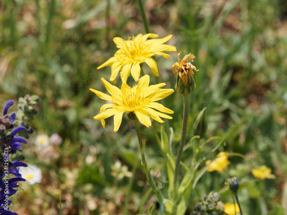 Tragopogon pratensis - Salsifis des prés ou Barbe-de-bouc aux fleurons ligulés en capitules solitaires dentelées jaune pâle sur tige dressée vert glabre Tragopogon pratensis - Salsifis des prés ou Barbe-de-bouc aux fleurons ligulés en capitules solitaires dentelées jaune pâle sur tige dressée vert glabre