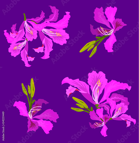 tropical flower in pattern and exotic colour