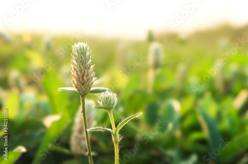 Gomphrena weed flower or Wild globe everlasting field