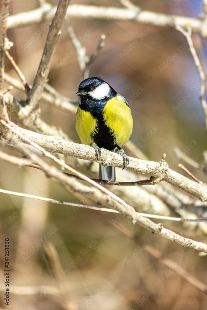 Fototapeta premium Close-up of a bird sitting on a branch in the forest. Yellow big tit.