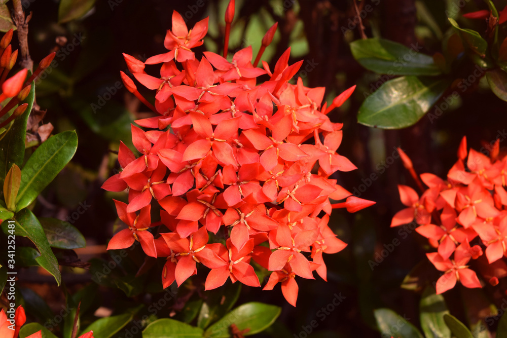 Beautiful red needle flower used to decorate in auspicious beauty