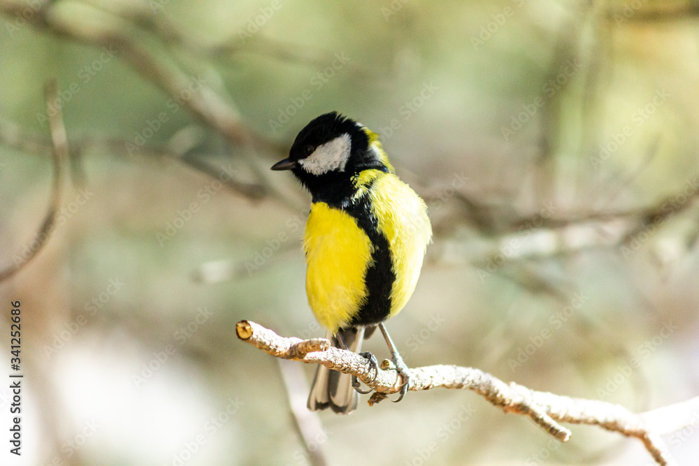 Close-up of a bird sitting on a branch in the forest. Yellow big tit. Close-up of a bird sitting on a branch in the forest. Yellow big tit.