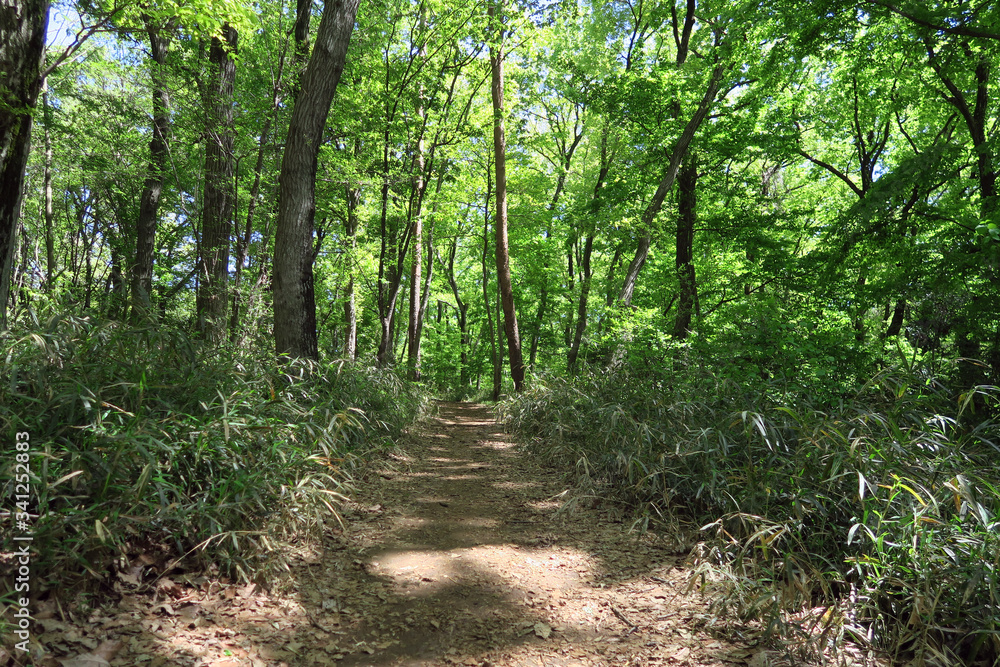 Obraz premium 八国山緑地