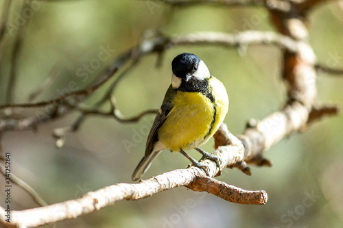 Close-up of a bird sitting on a branch in the forest. Yellow big tit.