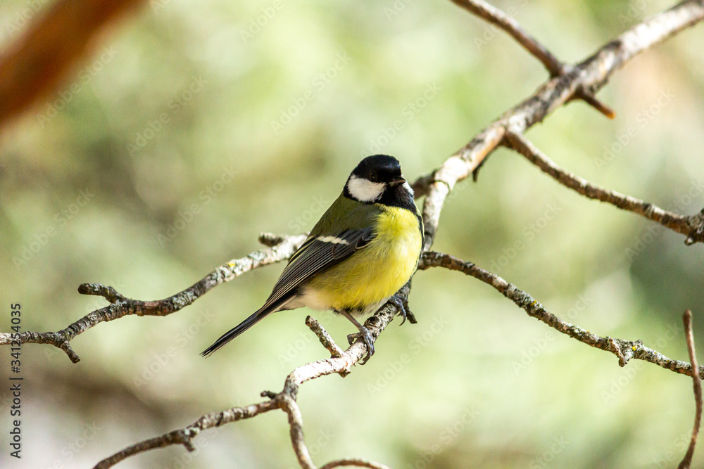 Close-up of a bird sitting on a branch in the forest. Yellow big tit. Close-up of a bird sitting on a branch in the forest. Yellow big tit.