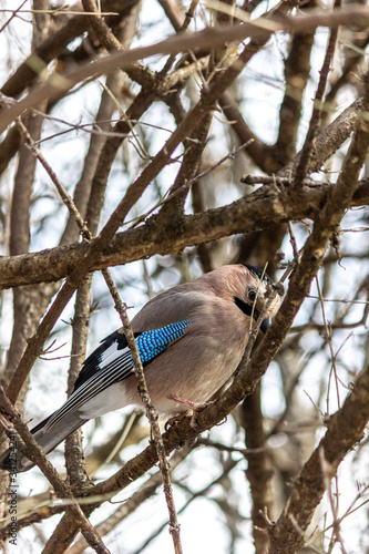 фотографія Close-up of a bird mockingjay.sitting on a branch in the forest.