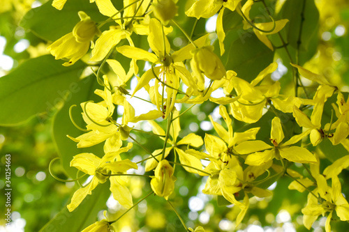 Yellow flowers with green leaves on the tree, Golden shower tree 