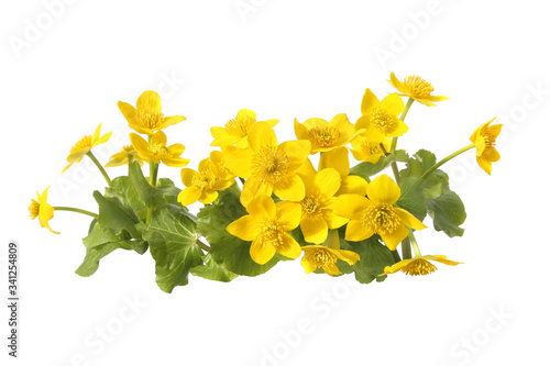 Marsh Marigold, Caltha Palustris isolated on white background. Wild yellow spring flowers growing in  marshes, fens, ditches and wet woodland. . photo