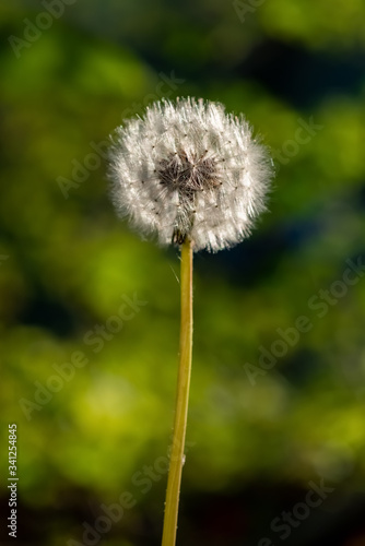 Pusteblume L  wenzahn Taraxacum sect. Ruderalia Gegenlicht Schirmchen Samen Wind Symbol Fliegen Fortspflanzung Sonne Details Makro Nahaufnahme Sauerland Kugel Flugschirme Bl  tenh  lle Kugel