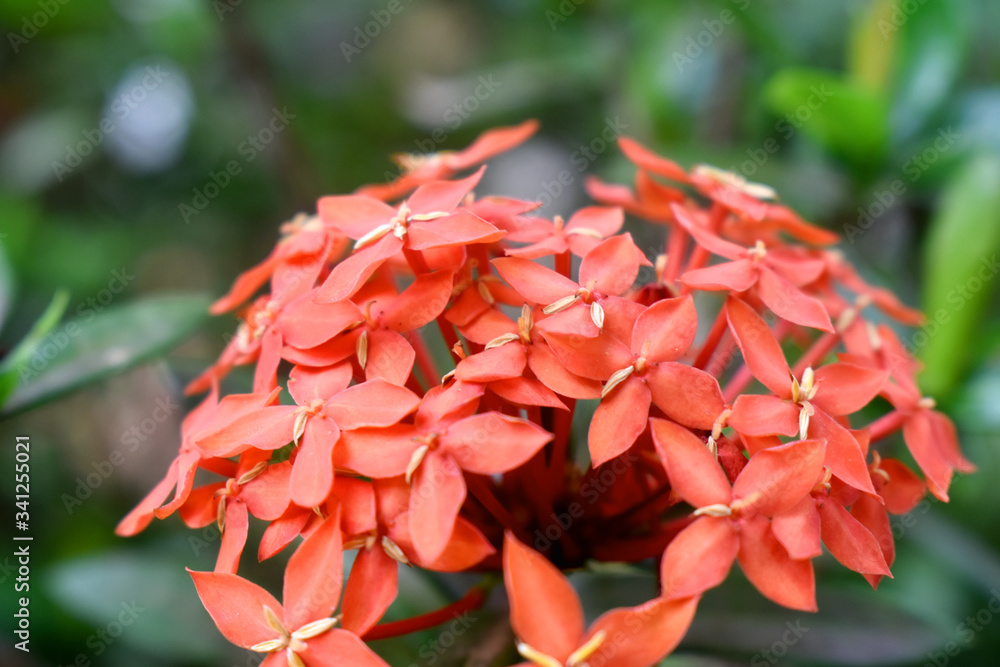 Closeup of beautiful Red flowers with green leaves and blurred background. (West Indian Jasmine)
Closeup of beautiful Red flowers with green leaves and blurred background. (West Indian Jasmine)