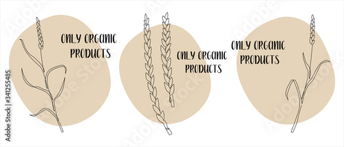 Continuous line spelt wheat, grain crop, organic product. Vector line art. Perfect for logo, packaging design, icon