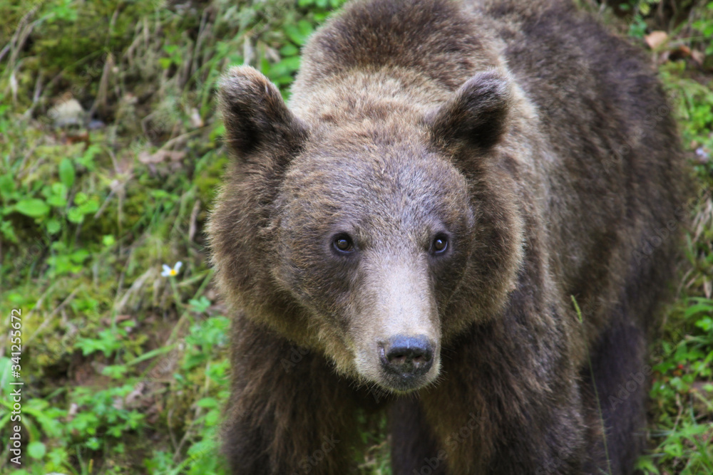 Brown bear in the wild in Transylvania, Romania