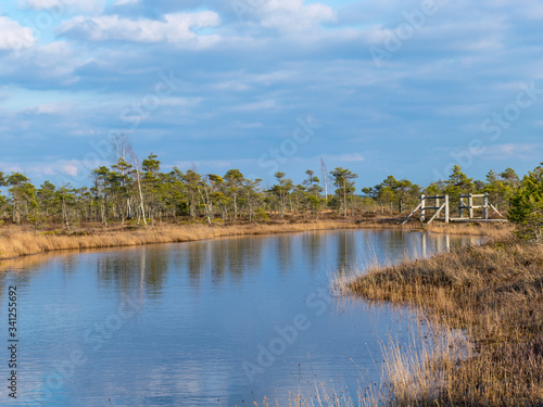 Wooden pathway through swamp wetlands with small pine trees, marsh plants and ponds