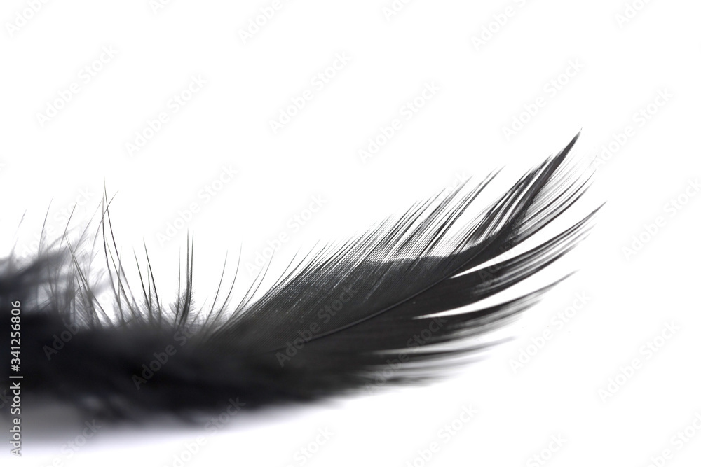Close up of small and soft Black feather isolated on white Close up of small and soft Black feather isolated on white