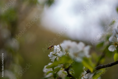 Blooming flower - flowering with pollinating bee